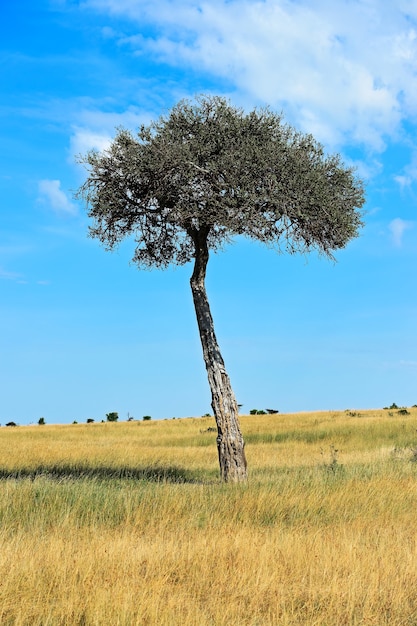 Gran árbol de acacia en las llanuras de sabana abierta de África Oriental