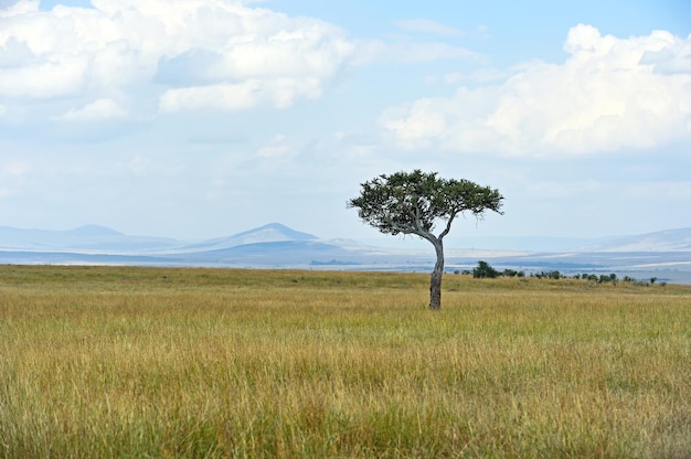 Gran árbol de acacia en las llanuras de sabana abierta de África Oriental