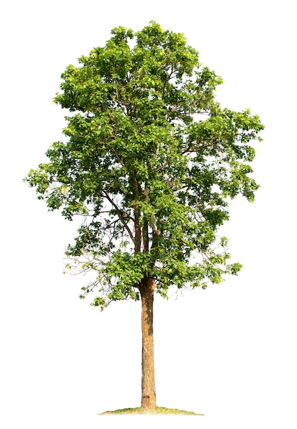 Gran árbol aislado sobre fondo blanco.