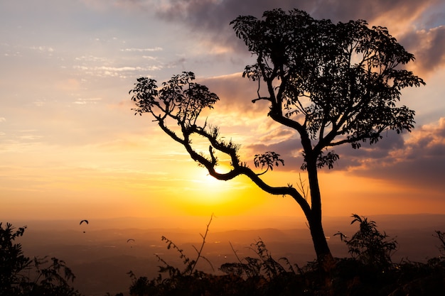 Gran árbol al atardecer