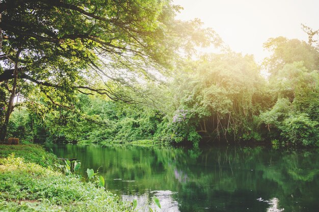 Gran árbol al lado del canal en Tailandia