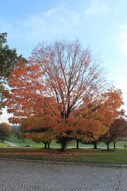 Un gran árbol ancho con hojas rojas en el medio del parque durante el otoño