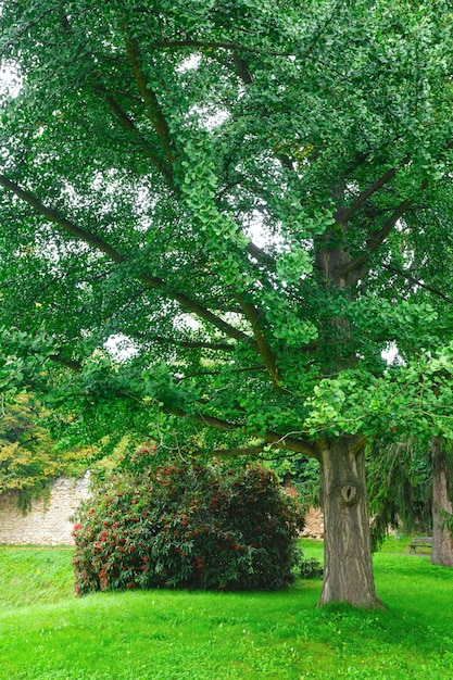 Foto gran árbol y arbusto floreciente en el parque de verano