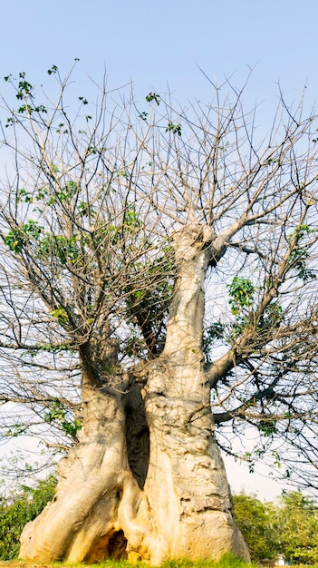 Gran árbol de baobab bajo el cielo azul