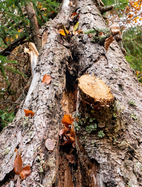 Un gran árbol caído en un hermoso bosque entre hojas caídas