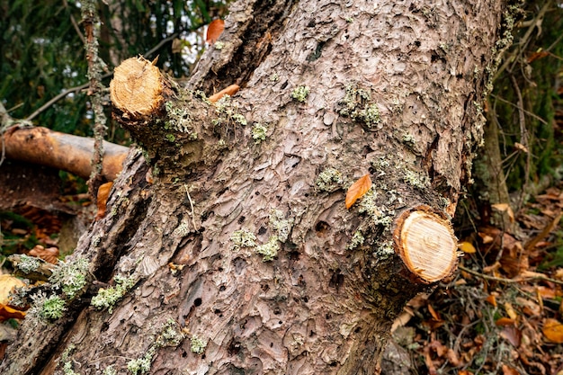 Gran árbol caído húmedo en un hermoso bosque denso multicolor entre hojas de colores caídos