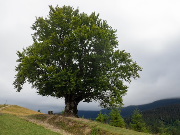 Gran árbol y camino en las montañas.