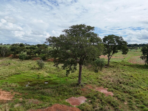 Foto gran árbol en un campo