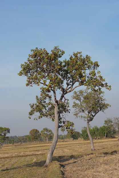 Gran árbol en el campo