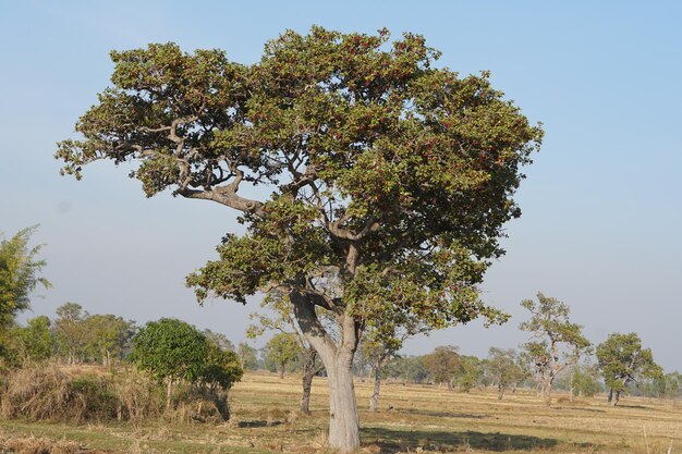 Gran árbol en el campo