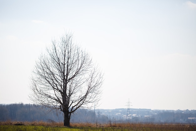 Foto gran árbol crece solitario en un campo vacío contra el cielo