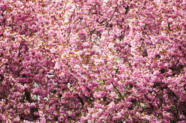 Gran árbol con flor de sakura como patrón de fondo