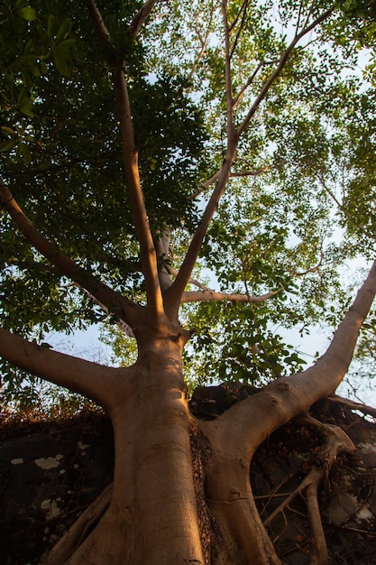 Gran árbol de higuera con raíces en la roca.