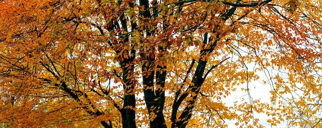 Gran árbol con hojas de otoño naranja fondo de otoño