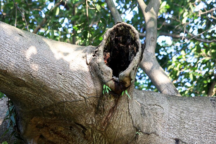 Gran árbol hueco en un fondo de follaje verde