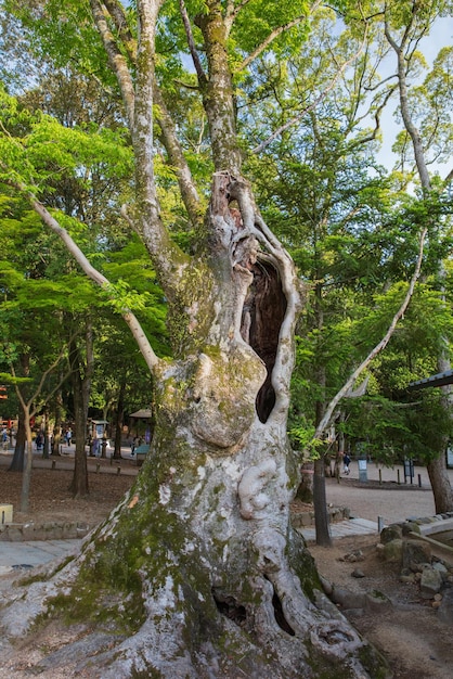 Gran árbol huecoEn el parque