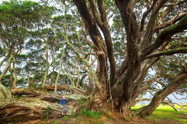 Gran árbol inusual en Nueva Zelanda. Concepto de pasión por los viajes