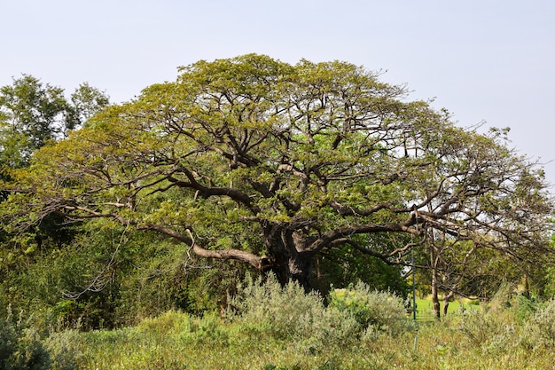 El gran árbol en el jardín de la naturaleza