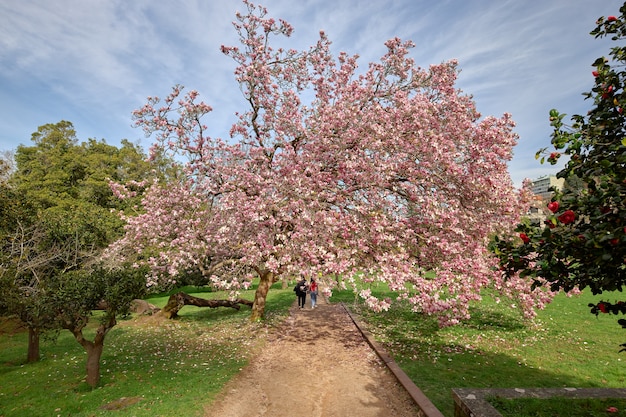 Gran árbol lleno de flores conocido como árbol de magnolia china en un camino del parque.