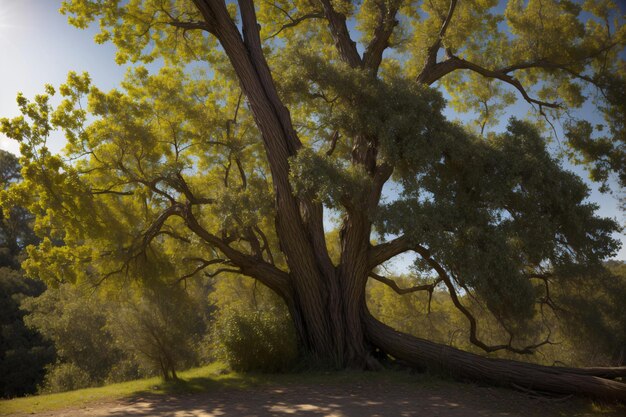 Un gran árbol en medio de un parque