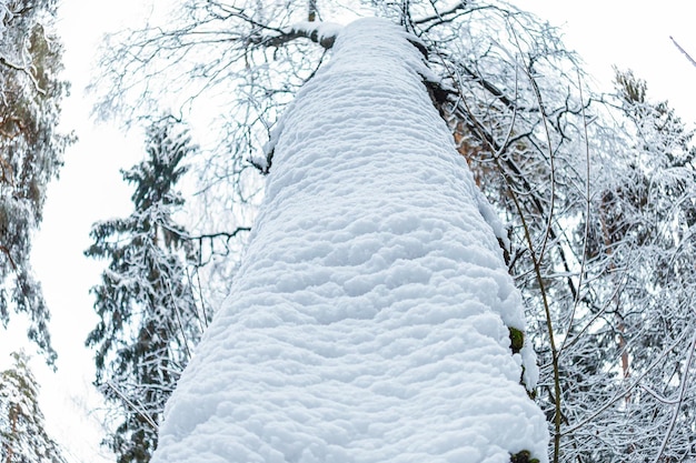 Un gran árbol en la nieve Ideas y conceptos La belleza está en la naturaleza