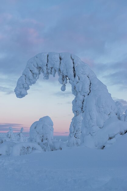 gran árbol de nieve, puesta de sol rosa en Laponia, Finlandia