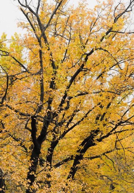 Gran árbol de otoño