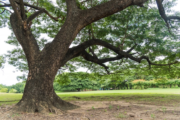 Gran árbol en parque público con hierba verde