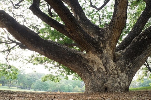 Gran árbol en el parque verde