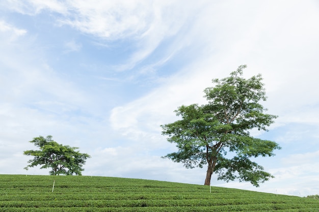 gran árbol en plantación de té