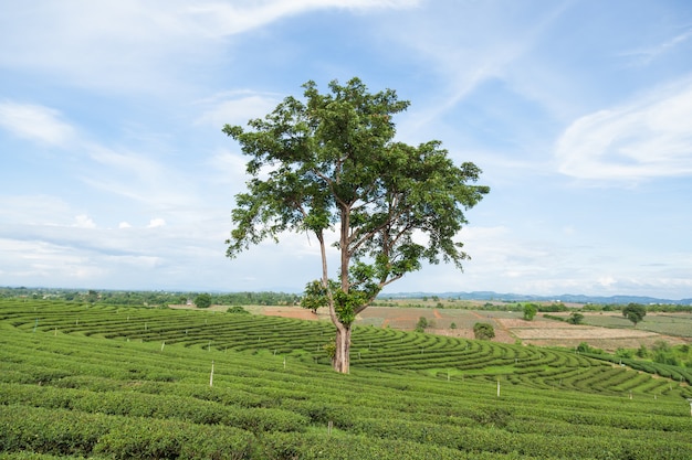 gran árbol en plantación de té