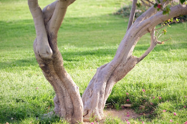 Gran árbol que crece en la hierba de pestañas verdes Agricultura y jardinería