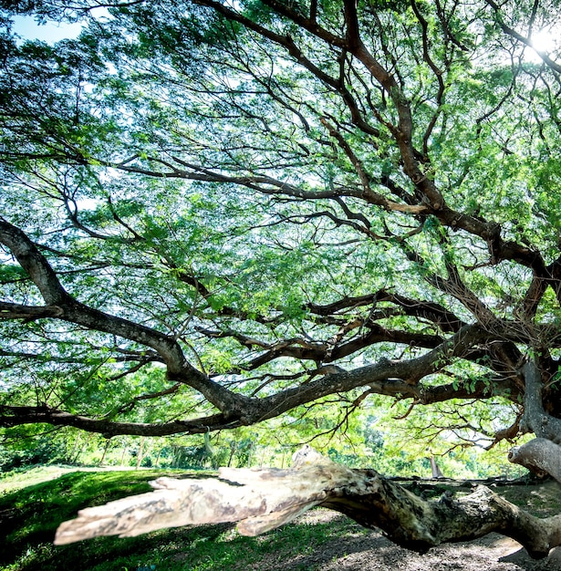 Gran árbol Samanea saman con rama en Kanchanaburi, Tailandia