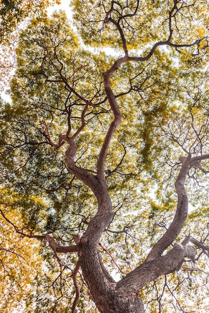 Gran árbol Samanea saman con rama