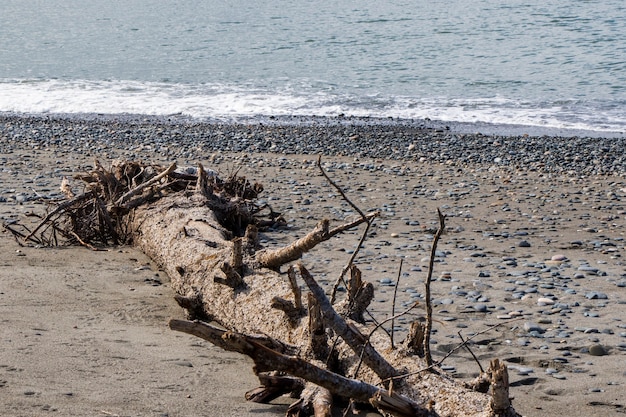 Gran árbol seco en la playa y el mar.