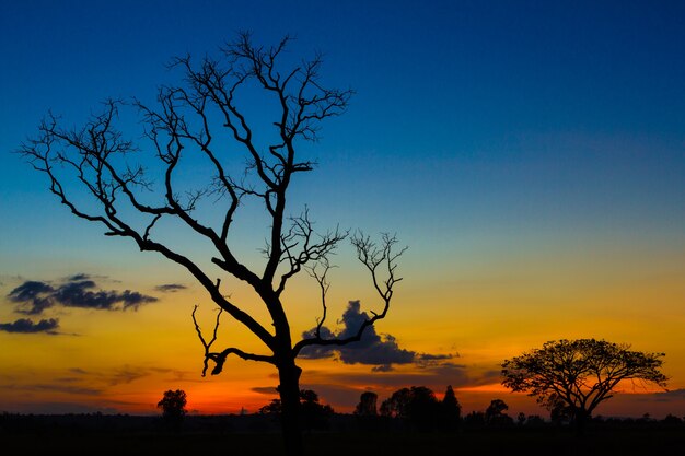 Gran árbol seco silueta puesta de sol cielo fondo