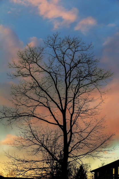 Gran árbol silueta puesta de sol cielo fondo puesta de sol cielo árbol