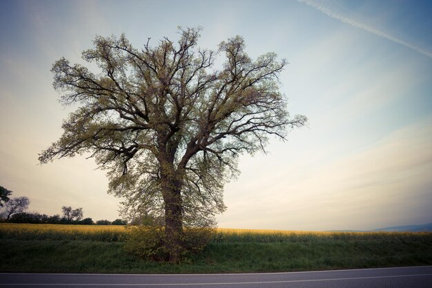 Gran árbol sobre el cielo del atardecer