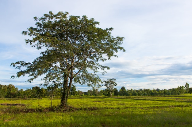 Gran árbol solitario en el campo de arroz con cáscara verde