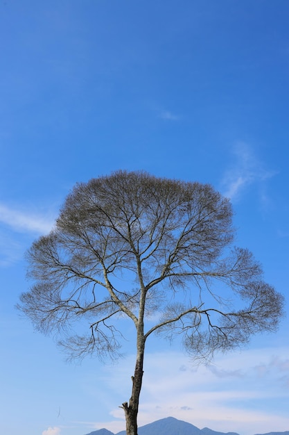 Un gran árbol solitario sin hojas con vistas a la montaña sobre las nubes del cielo azul con espacio para copiar