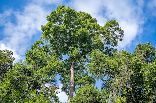 El gran árbol tropical con vista de fondo del cielo desde abajo Nombre científico Dipterocarpus alatus o árbol Yang Na Yai o isla Dipterocarpaceae Borneo Malasia