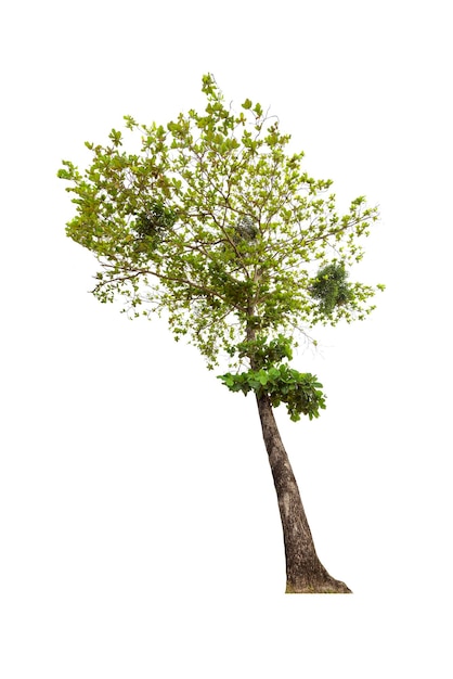 Foto gran árbol verde en blanco