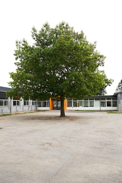 Gran árbol verde en medio del patio de la escuela.