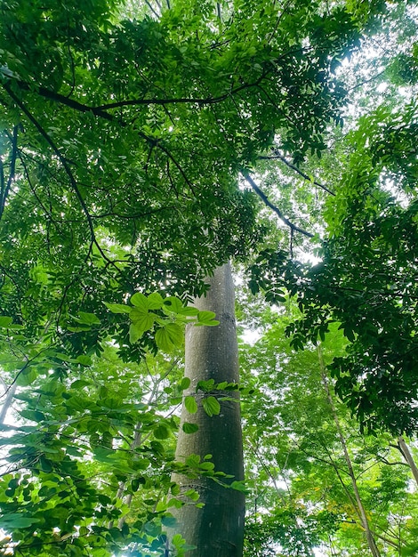 gran árbol viejo en el bosque tropical