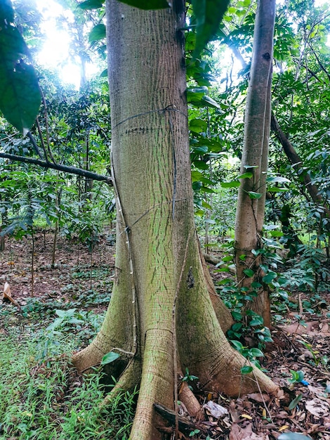 gran árbol viejo en el bosque tropical