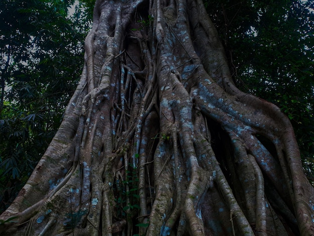 gran árbol viejo y enraizado