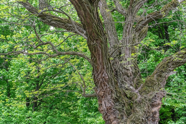 Gran árbol viejo de forma curva inusual en el parque anudado retorcido de tronco inusual fantasía misteriosa