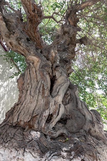 Gran árbol viejo con grueso tronco curvo, corteza áspera y ramas anchas en el día soleado Bukhara Uzbekistán