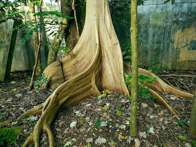 gran árbol viejo en el parque