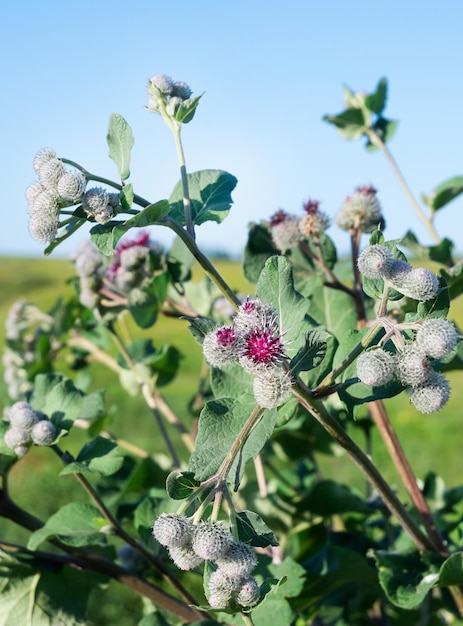 Gran arbusto de bardana con flores de color púrpura en el campo.